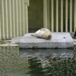 Foka śpiąca na betonowym pomoście przy wodzie otoczona ogrodzeniem