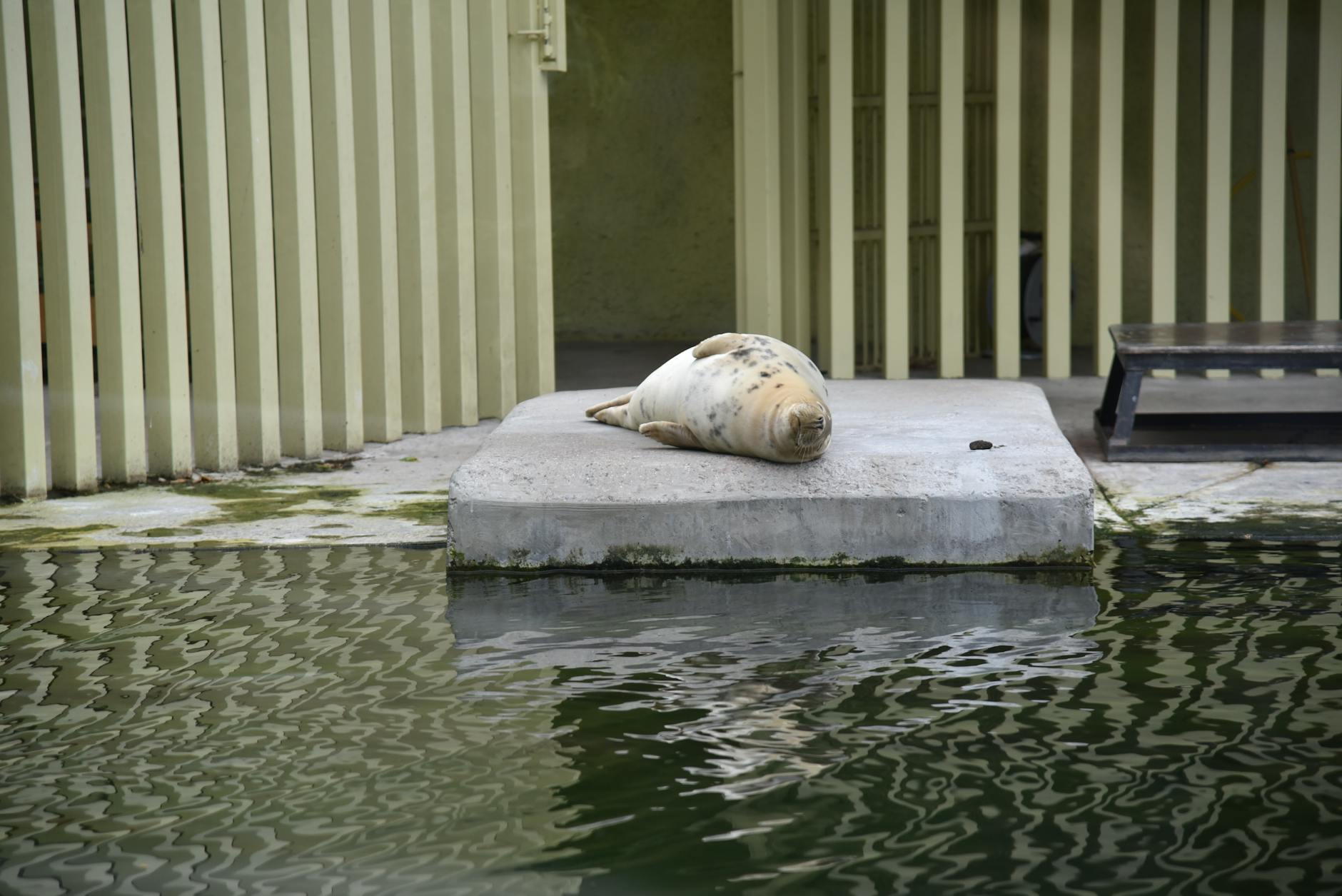 Foka śpiąca na betonowym pomoście przy wodzie otoczona ogrodzeniem